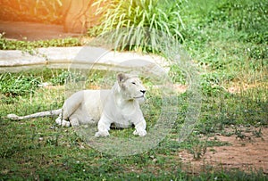Female white lion lying relaxing on grass field safari - king of the wild lion pride