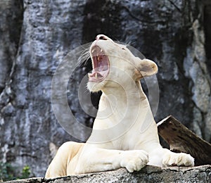 Female white lion lying on rock cliff and roar