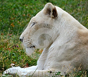 Female white lion photo