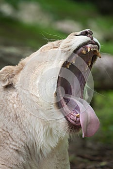 Female white lion Panthera leo krugeri.