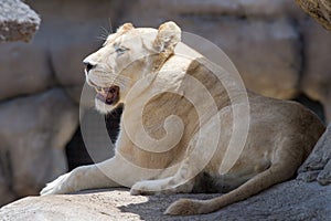 A female White Lion panthera leo on a sitting on a rock looking around