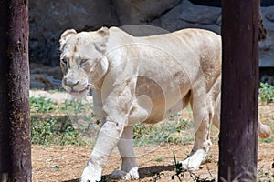 A female White Lion panthera leo walking through the trees