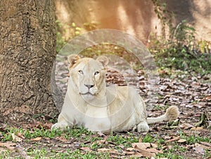Female white lion relaxation in natural