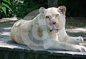 A female white lion relaxing and staring away