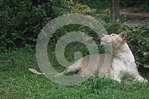 The female white lion is stay in garden