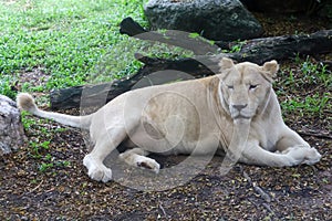 The female white lion is stay in garden