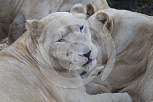 The female white lion is stay in garden