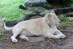 The female white lion is stay in garden