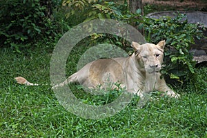 The female white lion is stay in garden