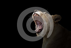 Female white lion yawn
