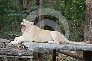 Female white lion yawn