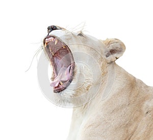 Female white lion yawn isolated