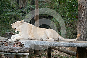 Female white lion yawn