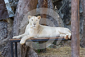 Female white Lion in zoo