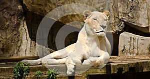 Female white lioness relaxing in the sun