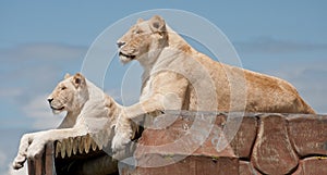 Female White Lionesses photo