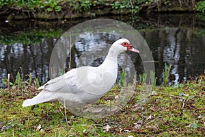 Female white Muscovy duck, Cairina moschata