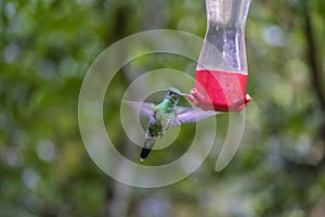 A Female White-necked Jacobin Feeding