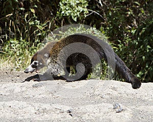 Female White-Nosed Coatimundi