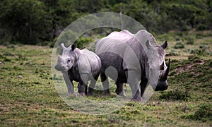 Female white rhino / rhinoceros and calf / baby. South Africa