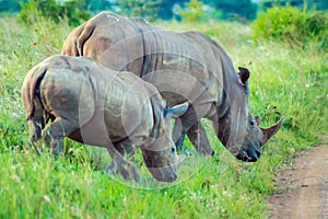 Female white rhinoceros and her cub in the savannah