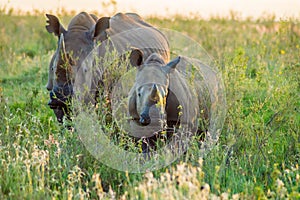 Female white rhinoceros and her cub in the savannah