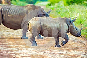 Female white rhinoceros and her cub in the savannah