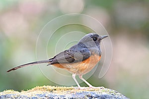 female of white-rumped shama perching on mossy rock expose over green background