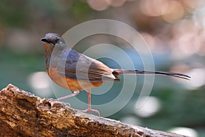 Female white rumped sharma