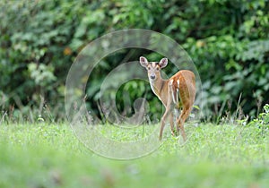 Female White-tailed Deer in a field of tall grass