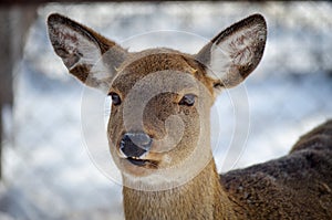 Female white-tailed deer