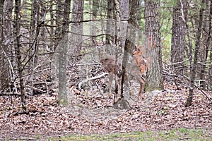 A white tailed deer standing in the trees.