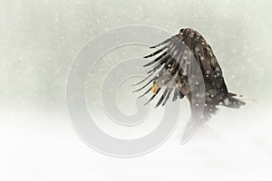 Female White-tailed Eagle in heavy snow