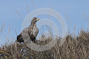 Female White Tailed Sea Eagle