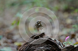 Female of white-throated Rock Thrush