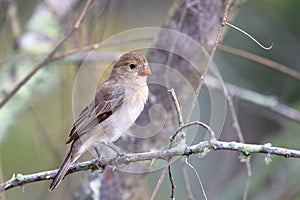 Female White-throated Seedeater Sporophila albogularis perched on a branch on a dirty scribble background