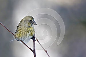 Female White-winged Crossbill, Loxia leucoptera photo