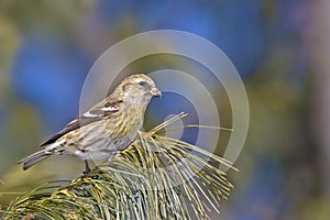 Female White-winged Crossbill, Loxia leucoptera, perched photo