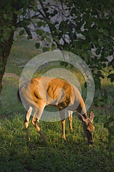 Female Whitetail Deer (Odocoileus virginianus)