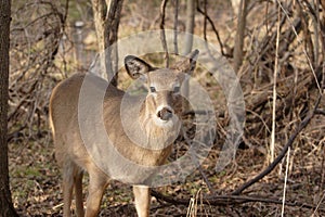 Female Whitetail Deer in Woods