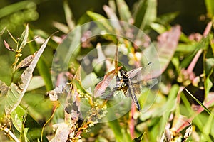 Female Widow Skimmer Dragonfly