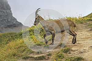 Female wild alpine, capra ibex, or steinbock