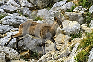 Female wild alpine, capra ibex, or steinbock