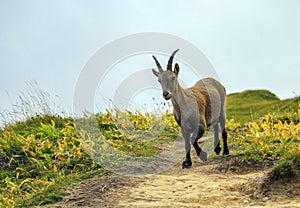 Female wild alpine, capra ibex, or steinbock