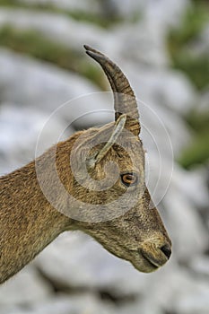 Female wild alpine, capra ibex, or steinbock portrait photo