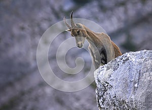 Female wild alpine, capra ibex, or steinbock photo