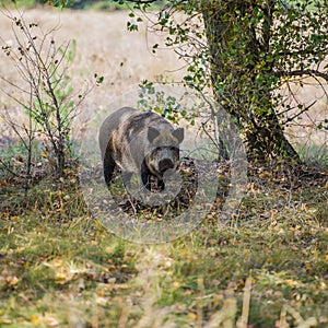 Female wild boar on the background of the autumn forest