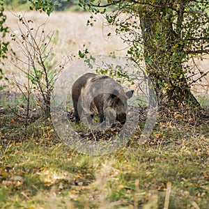 Female wild boar on the background of the autumn forest