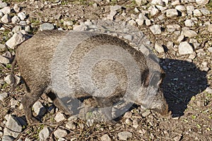 Female wild boar feeding on the ground. Animal background