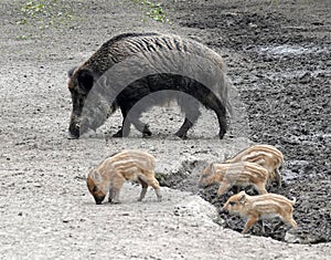 wild boar family